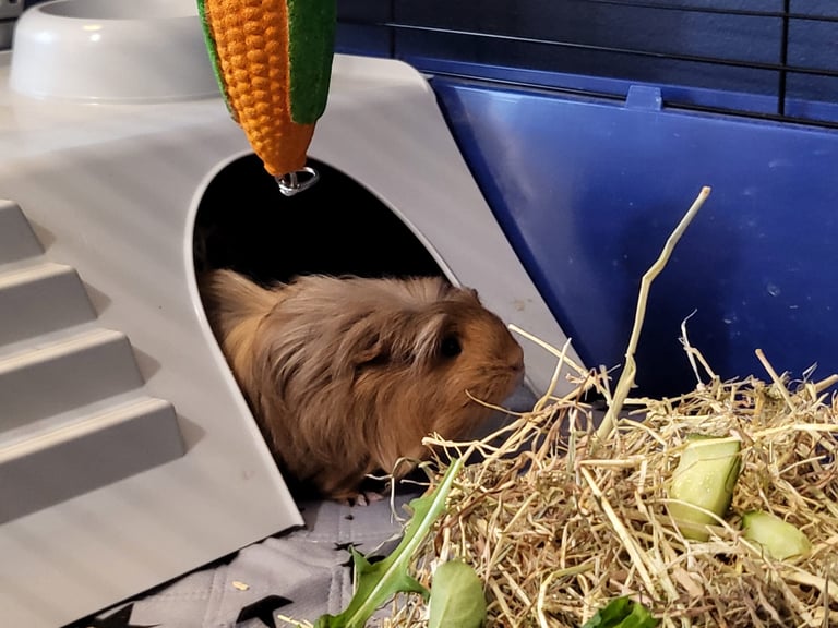 2 gorgeous guinea pigs (female) and full set up
