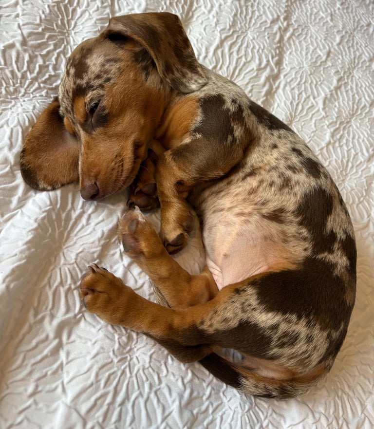 Miniature dachshund 