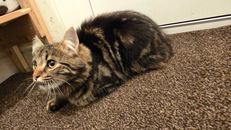 Maine Coone Kitten - Female
