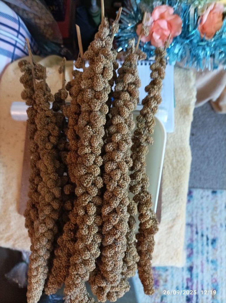 32 millet sprays for all aviary birds (12 per bag)  freshly bagged by me (last few)