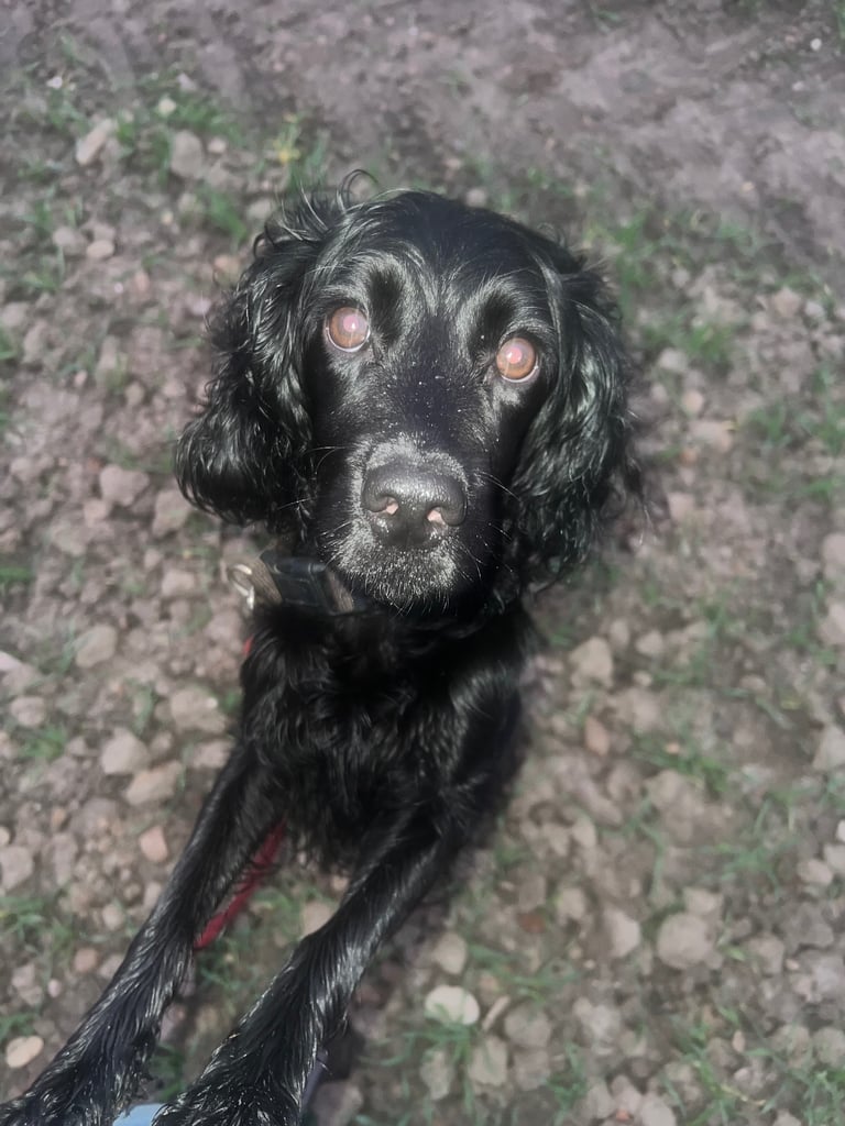 Cockerpoo puppies 