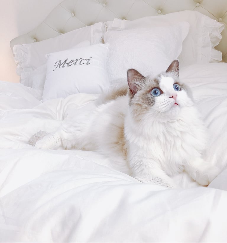 Available ragdoll kitten