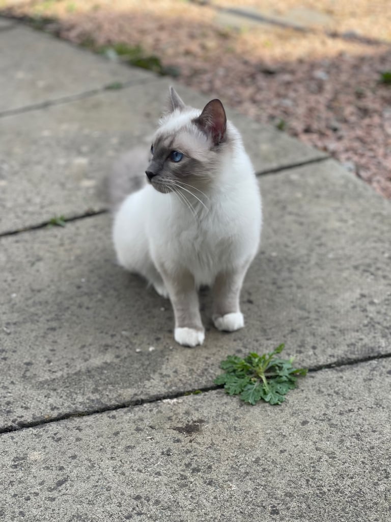 Ragdoll Kittens pedigree purebred 
