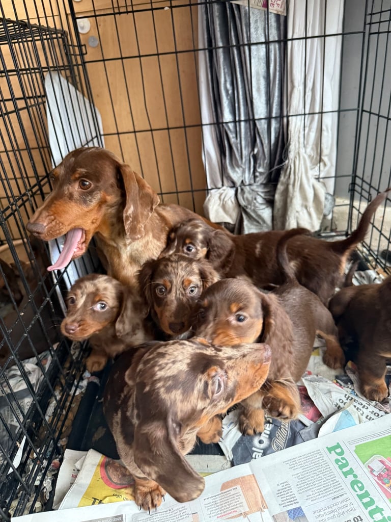 Chocolate fluffy Dauchshund merl