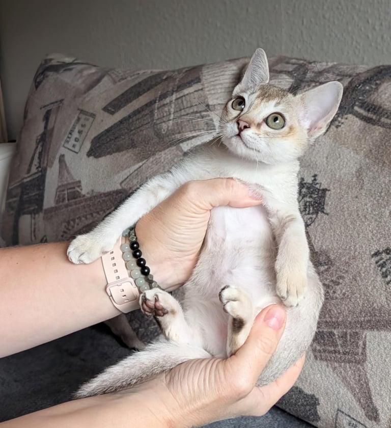 Registered Smallest in world Singapura kitten 