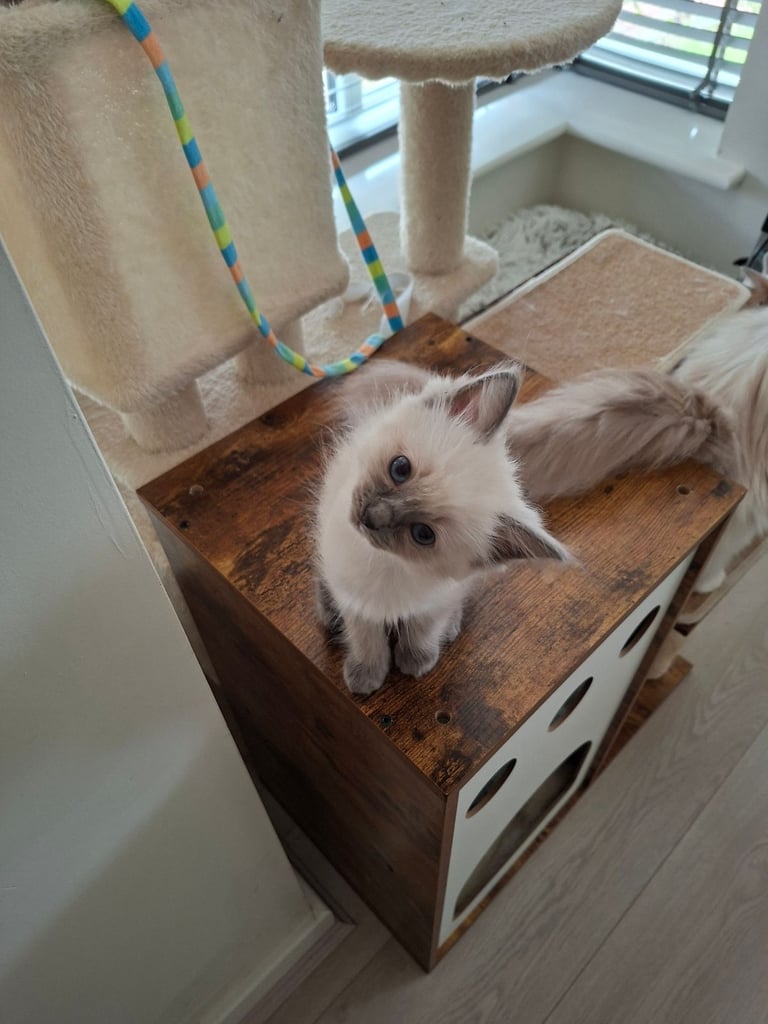 Stunning Ragdoll kittens 