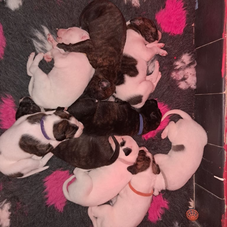 Bull x Lurcher Pups