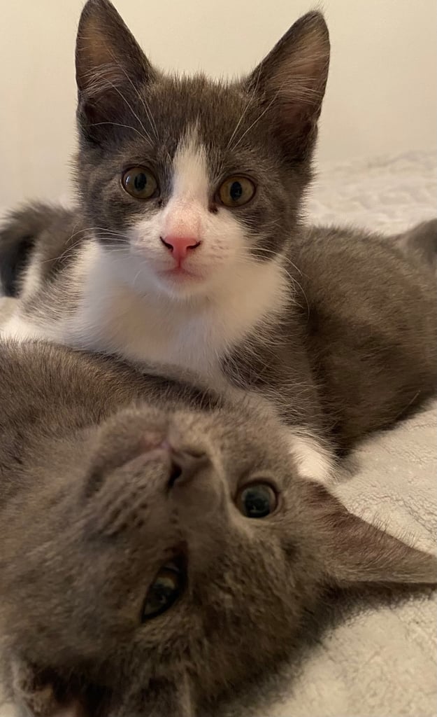 KITTENS 3 GIRLS READY NOW!!