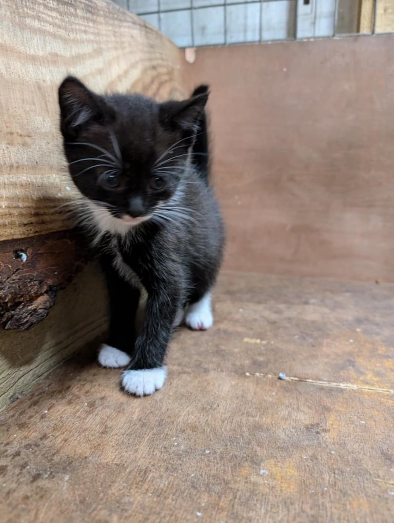 Kittens looking for forever homes 