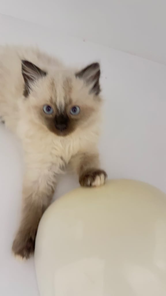 FOR sale Ragdoll babies ☺️🙂