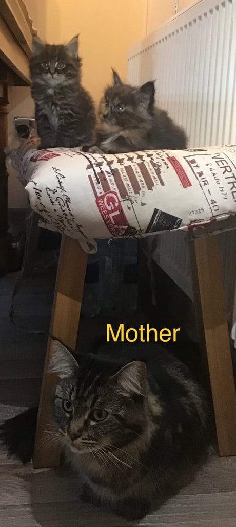 Ragdoll-Maincoon mix kittens