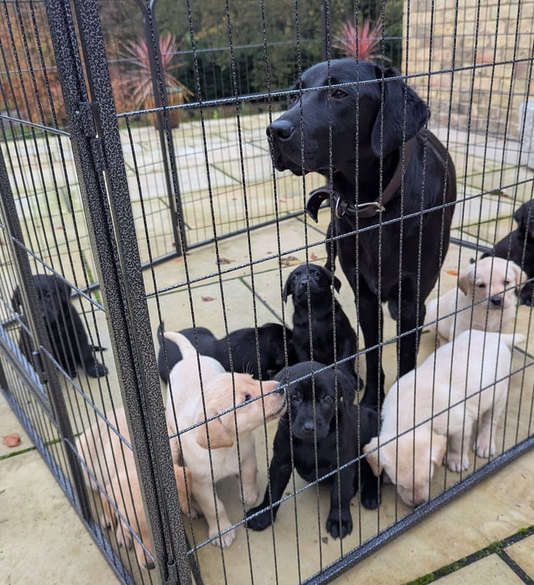 Outstanding Labrador Pupies For sale