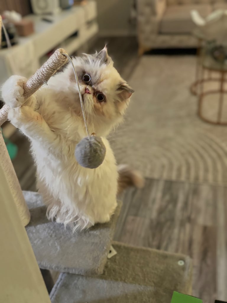 Persian cat- new loving home needed 