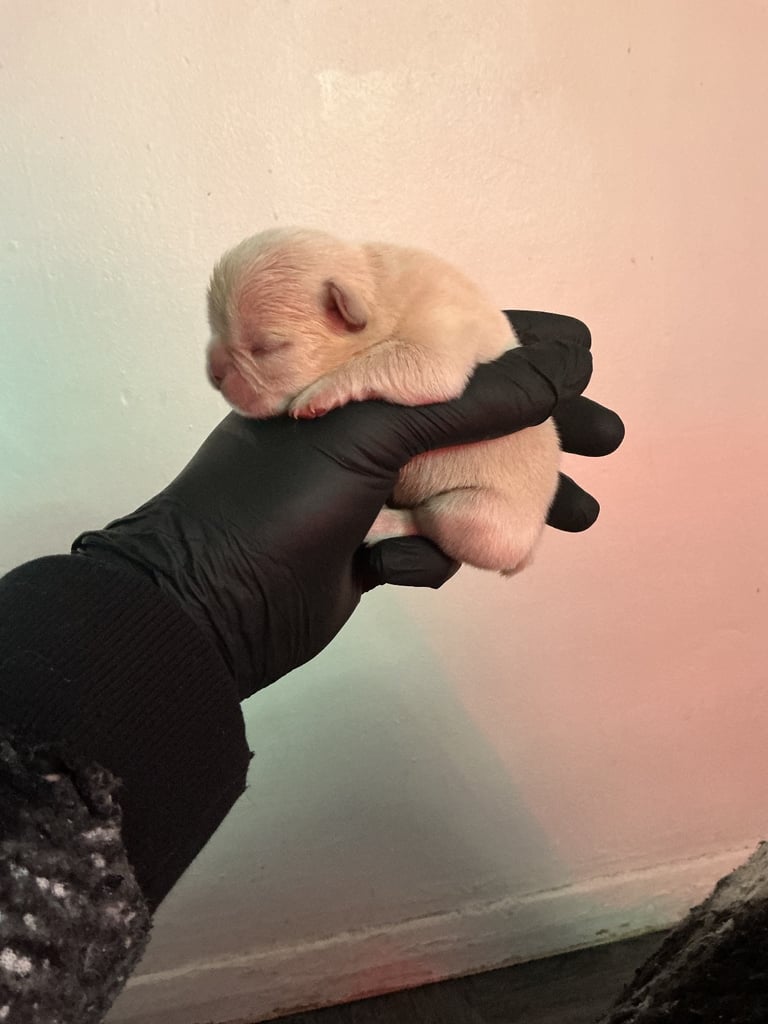 ✨15 Beautiful French Bulldog Puppies ✨