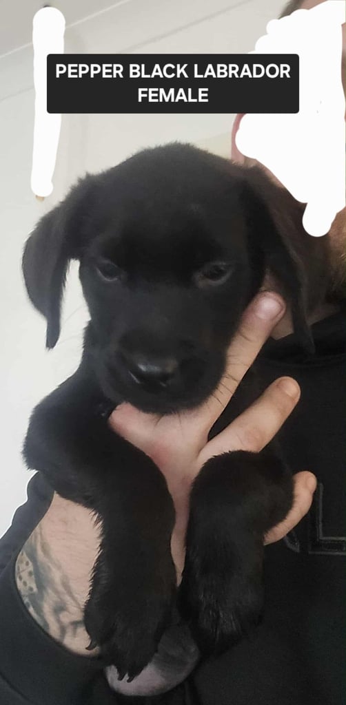 Labrador puppies