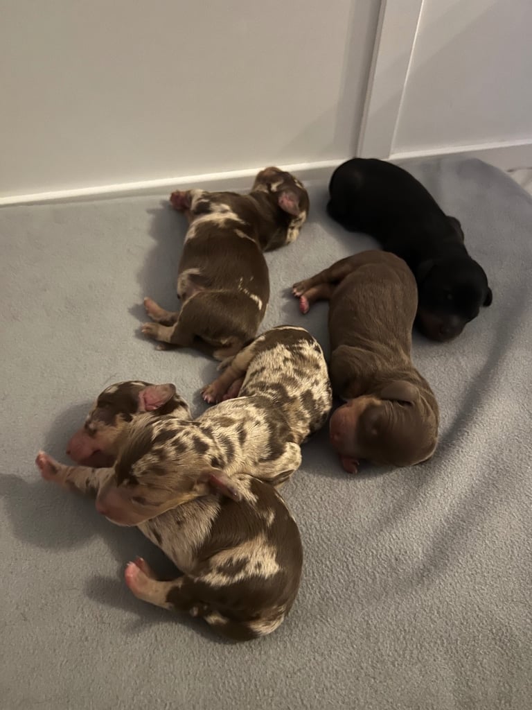 Beautiful daschunds for sale 