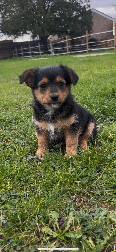 Gorgeous Wired Haired Terrier Boy Puppy