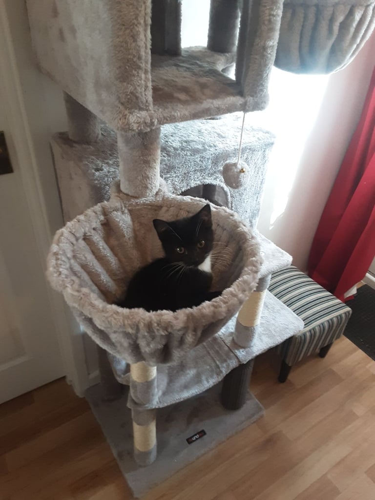 Pretty Tuxedo Kitten Looking For Love