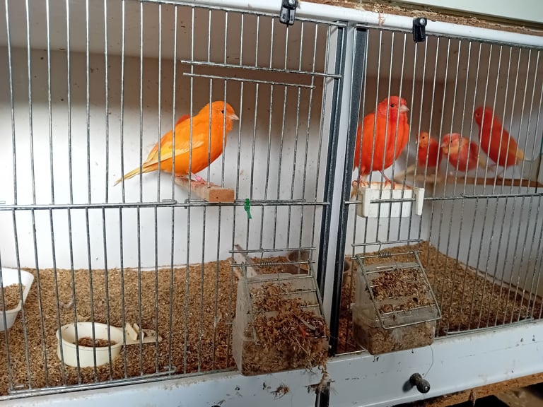 image for Red canaries 