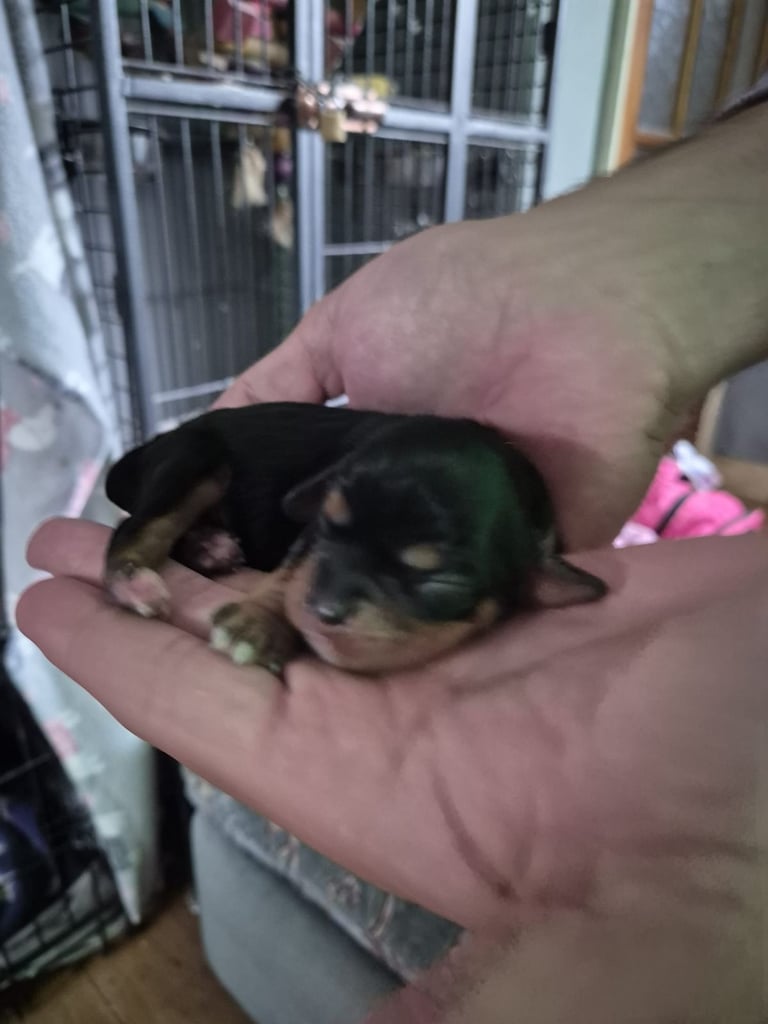1 Cute Cavalier King Charles Puppy