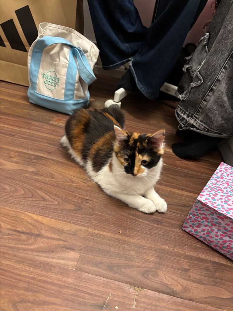 Cat & kitten for sale 