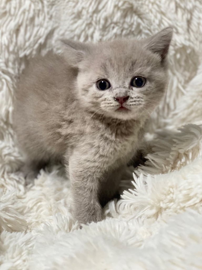 ✨Adorable British shorthair kittens ready to leave!✨