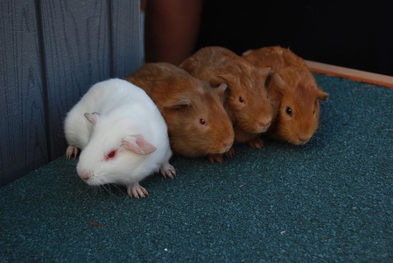 guinea pigs available to very good homes