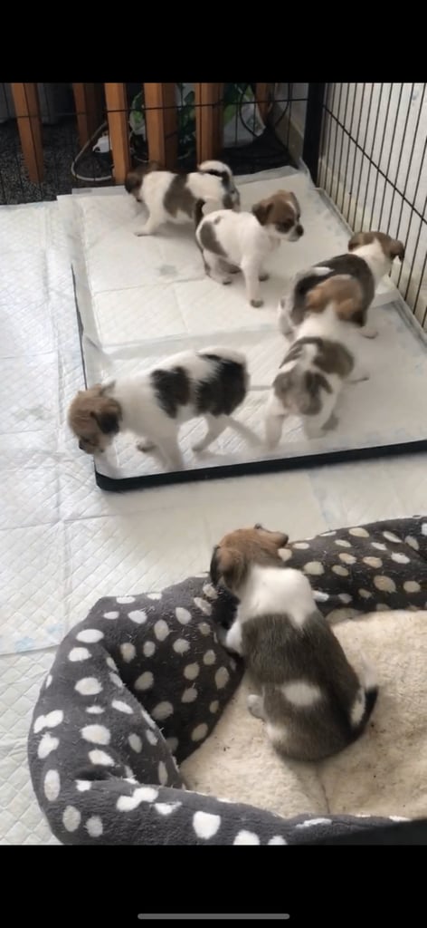 Shih tzu x chihuahua puppies 