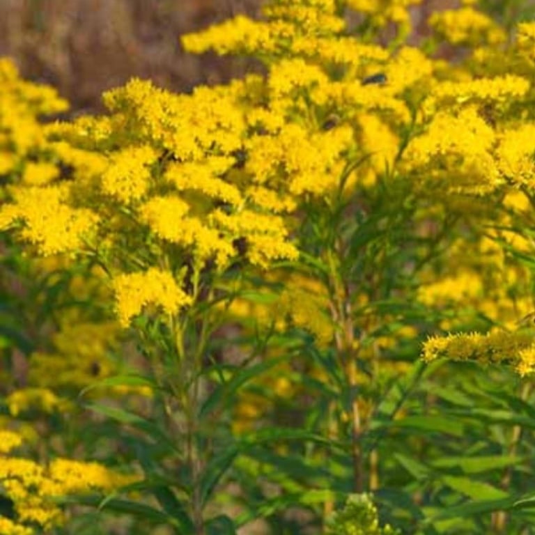 image for Golden Rod Garden Plant