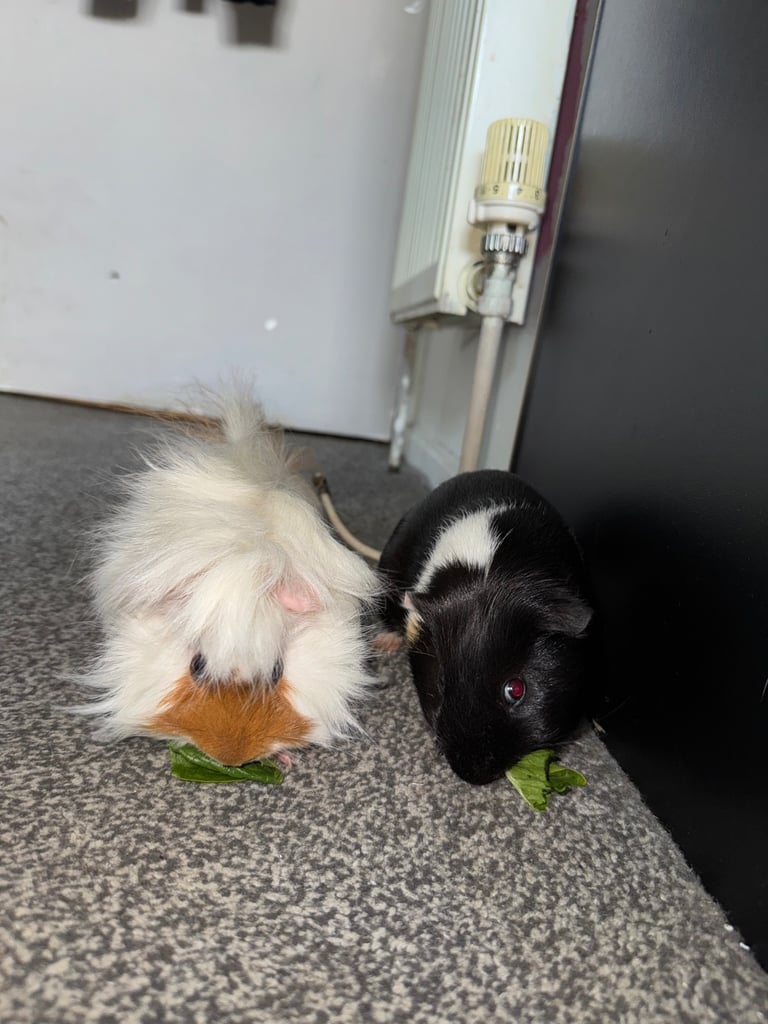 image for 2x male guinea pigs for adoption 