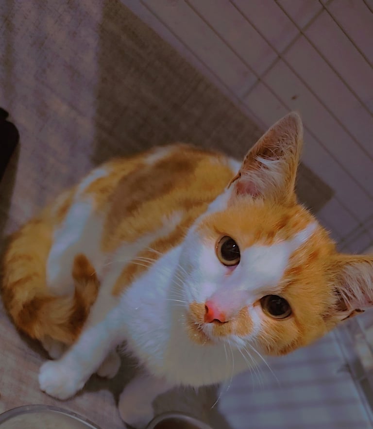 image for 6 months old lovely male kittens 