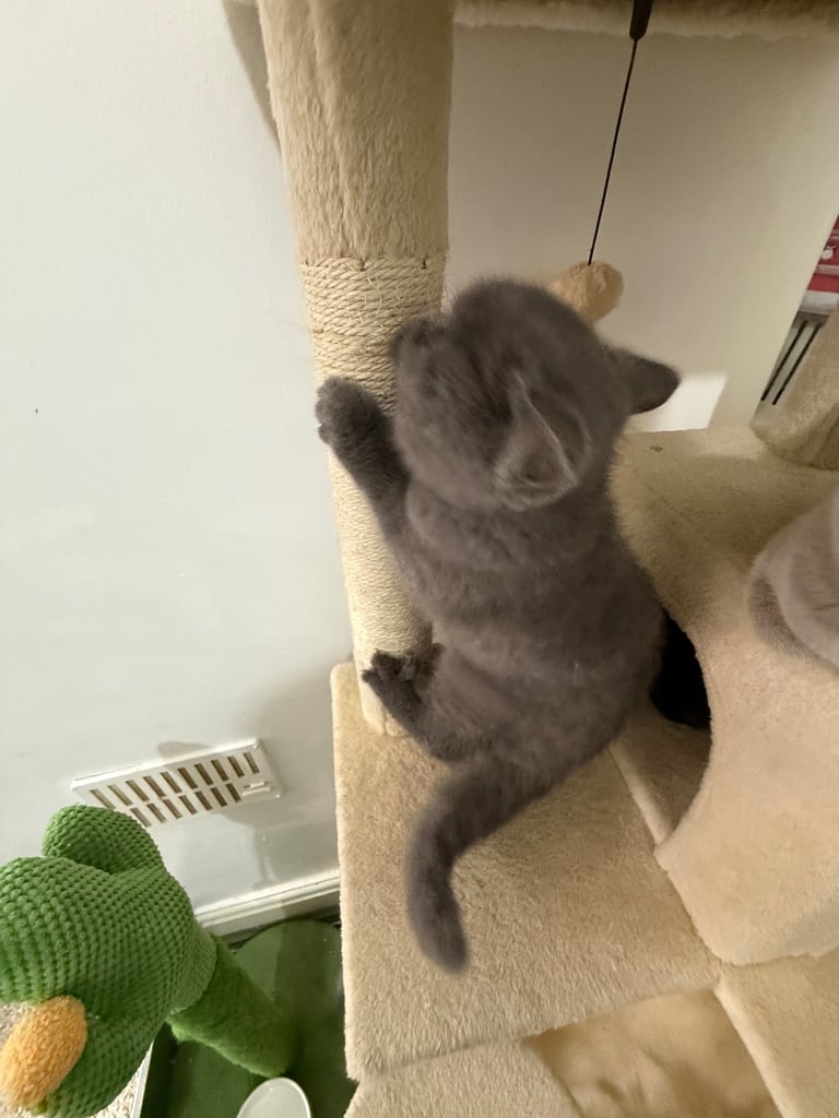 image for British shorthair 