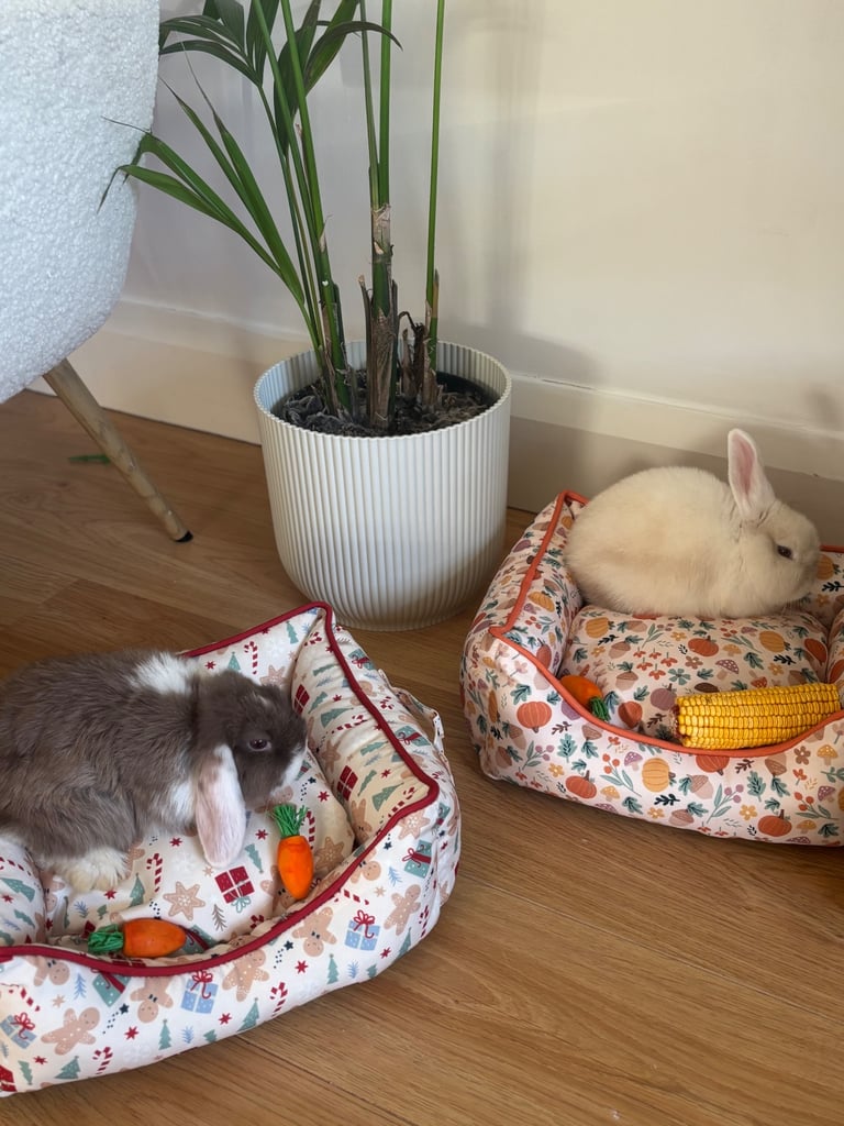 2 bunnies for sale