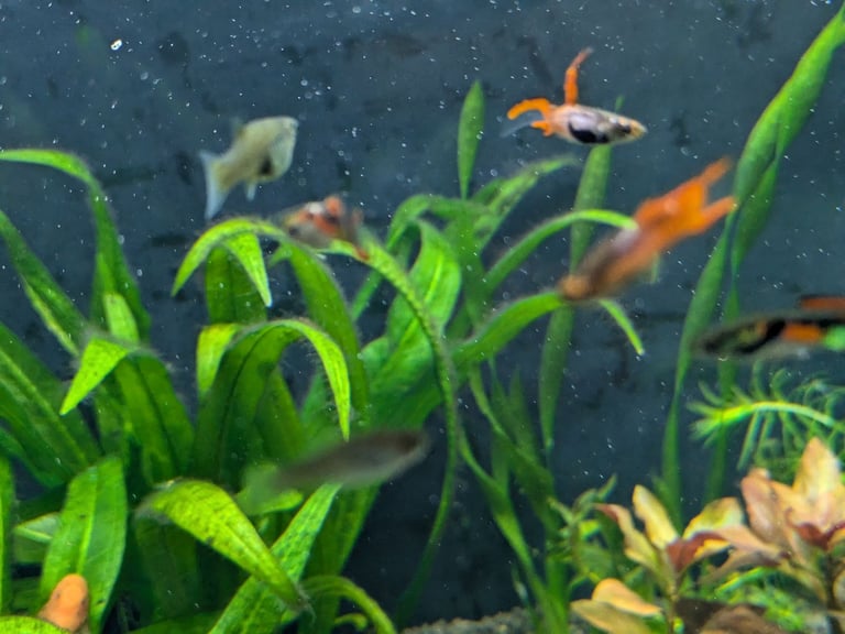 tropical fish, discus, red pleco, endlers guppies ,