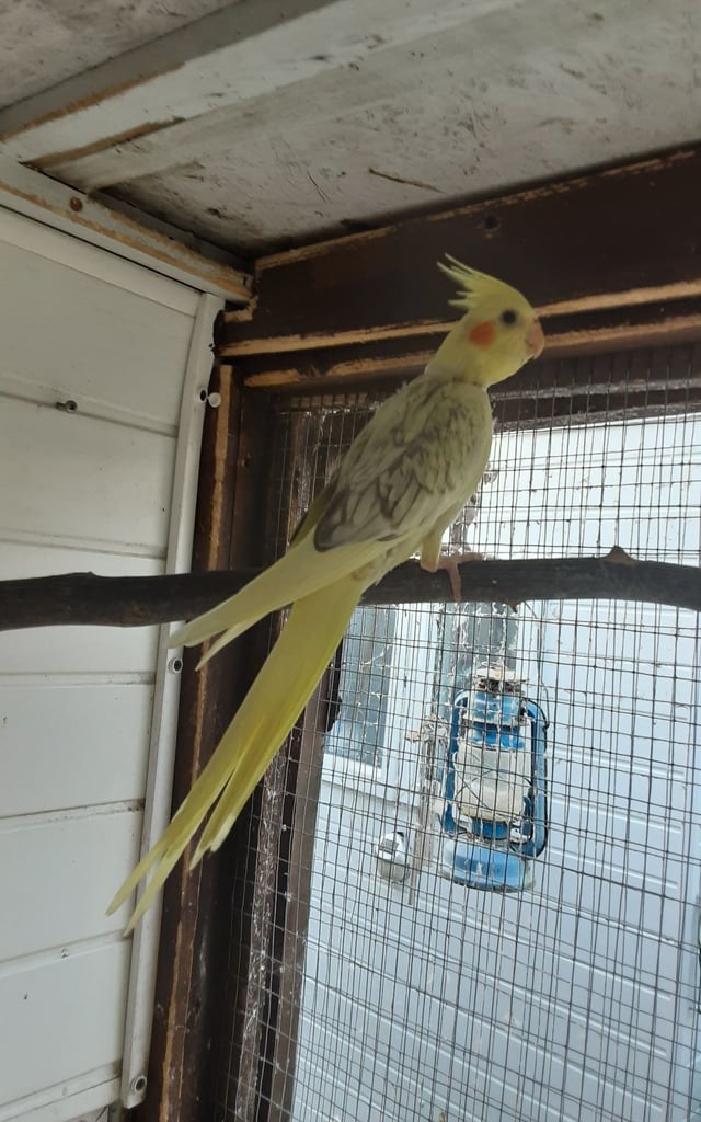 For sale a pair of cocktails 