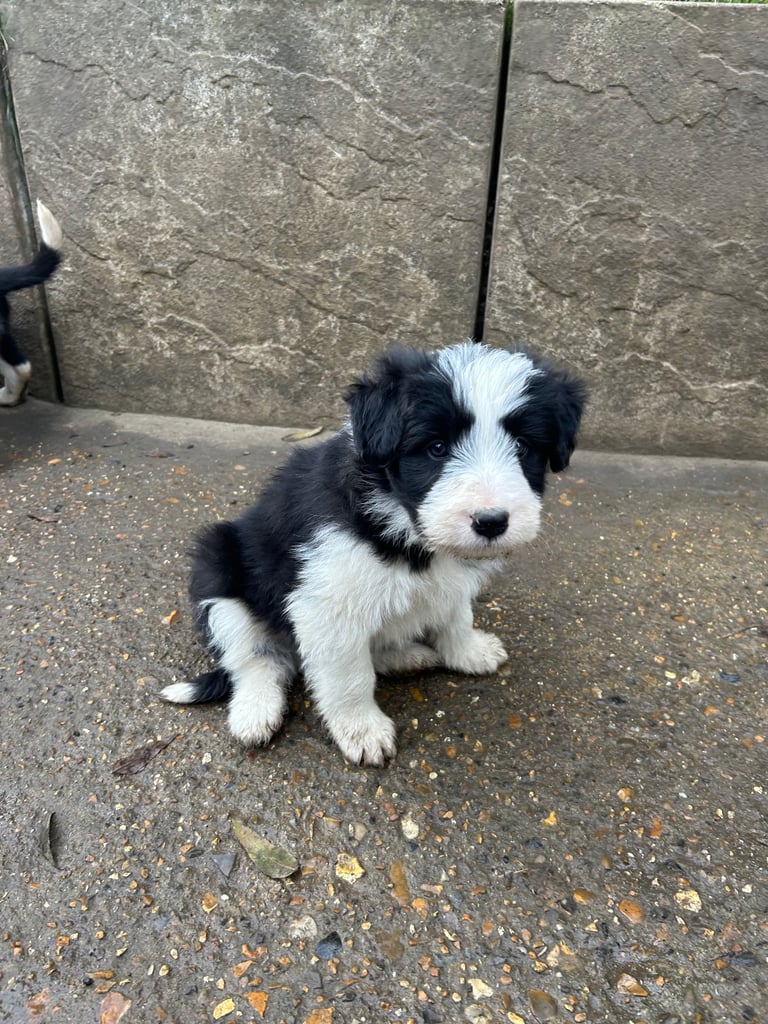 Border Collie Puppies for sale