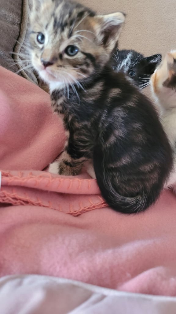 Beautiful ginger and taby are looking for their forever families 