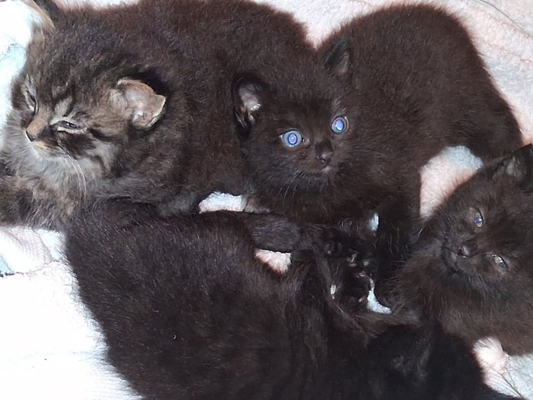 Black Kittens - 2 Girls and 1 Boy - Ready NOW