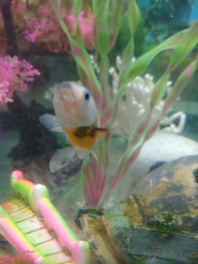 image for Shubunkin male fish
