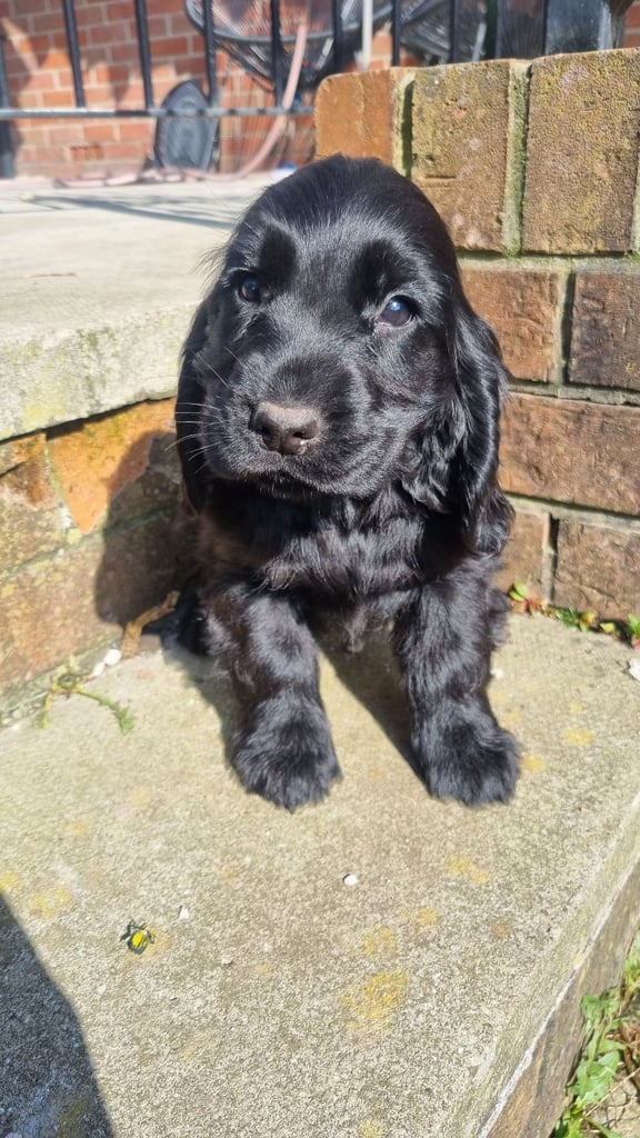 READYTOLEAVE Beautiful Cocker Spaniels 