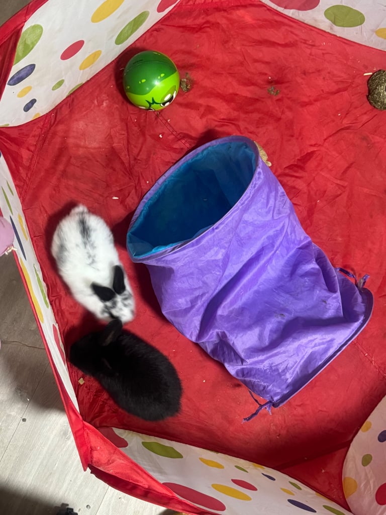 Dwarf baby lop ear bunnies for sale- 