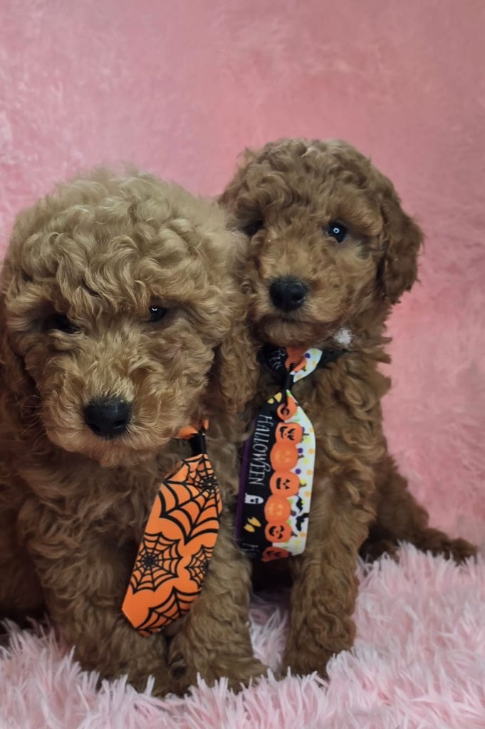 Adorable Cockapoo Puppies 