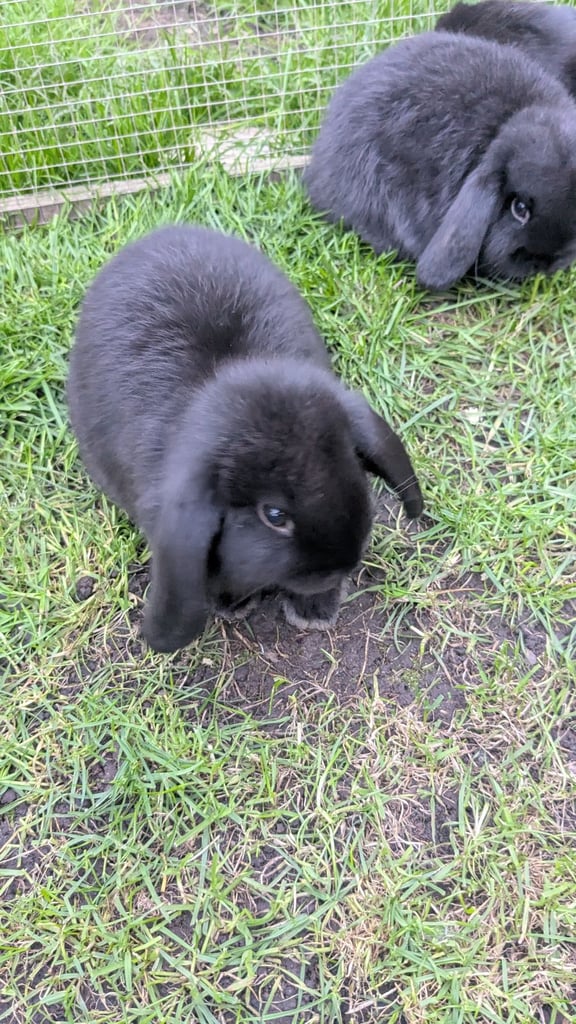 Mini lop babies ready now. 