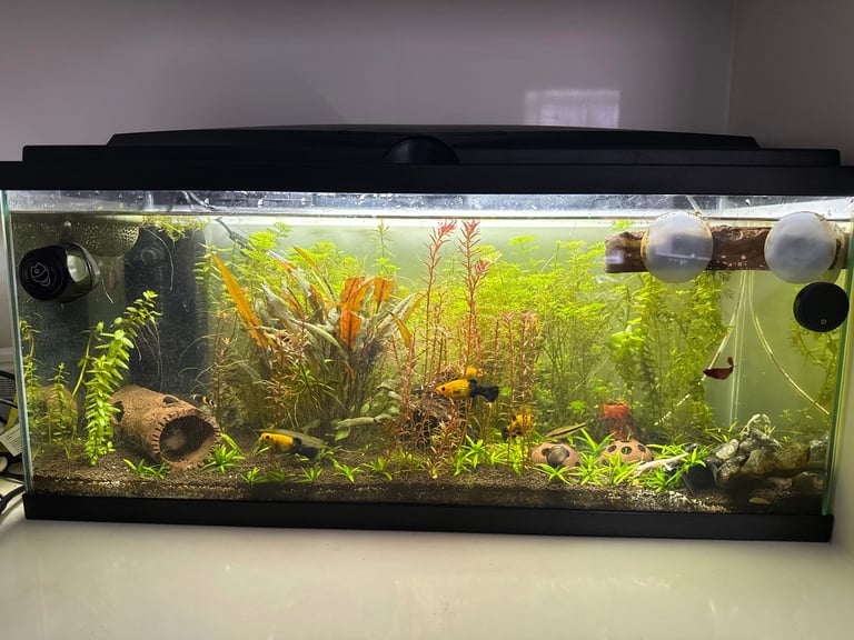 image for Mature fish tank 