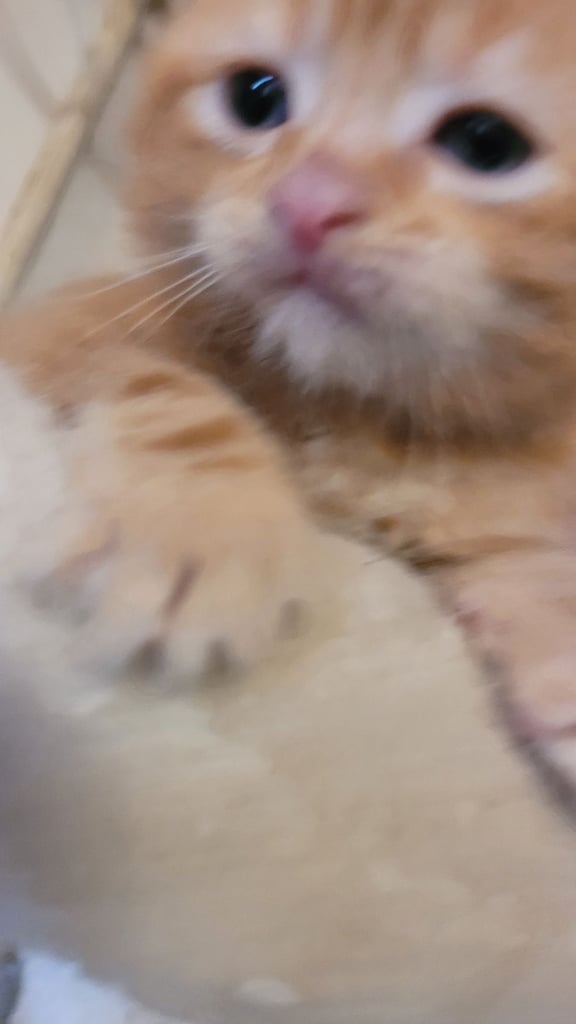 Beautiful kittens looking for their forever families 