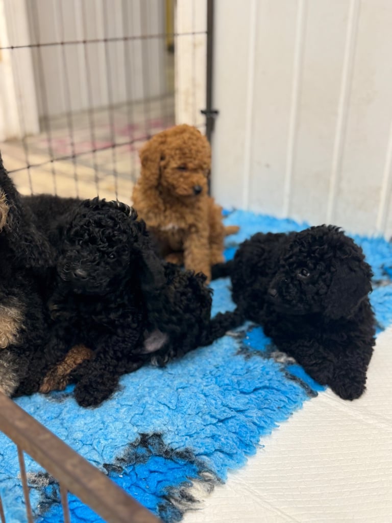 image for Miniature Poodle