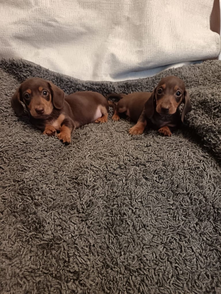Dachshund puppy's miniature 