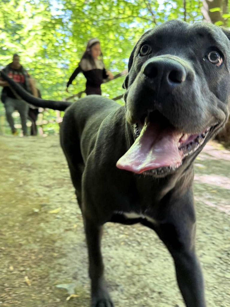 Healthy 1-Year-Old Female Cane Corso- Looking for a loving Home