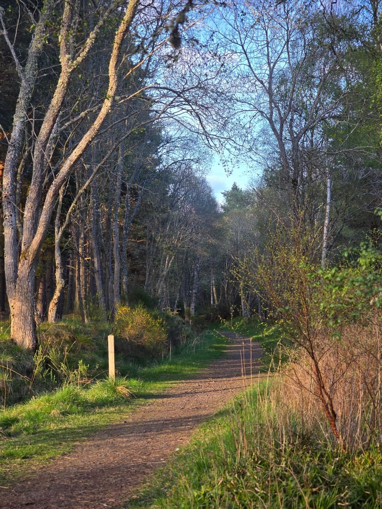 Willerby Rio Gold 2017 Static Caravan 