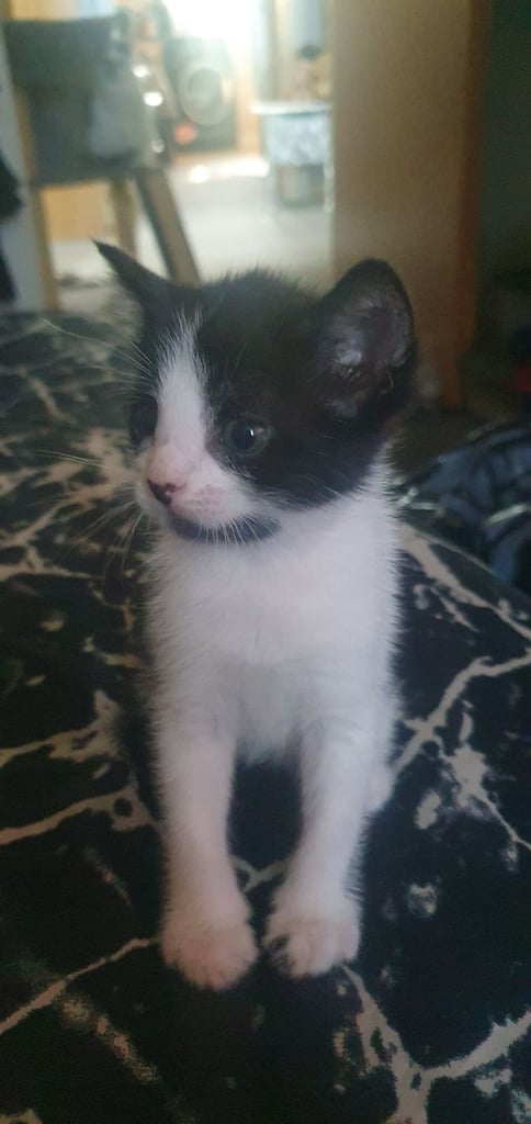 Black and white adorable kitten